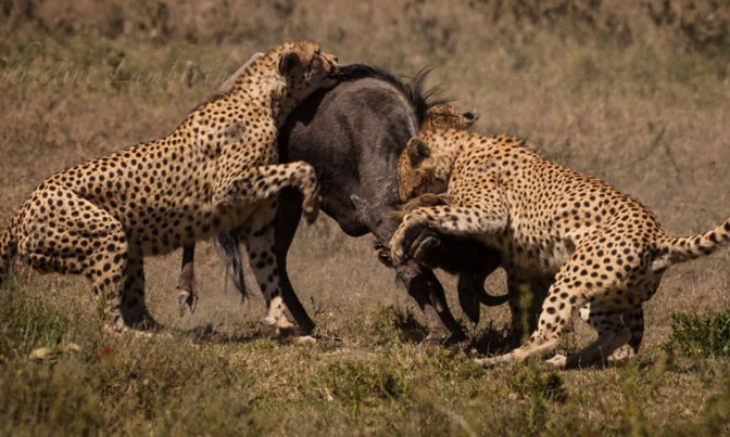 Ảnh cắt từ clip.