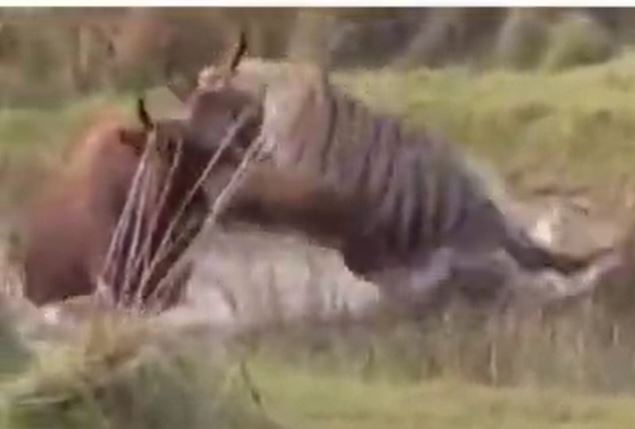 Ảnh cắt từ clip.