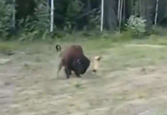 Ảnh cắt từ clip.