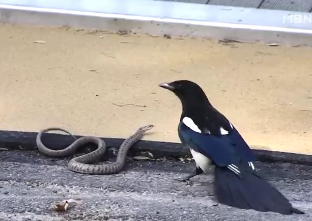 Ảnh cắt từ clip.