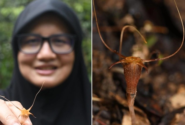 Loài "đèn lồng cổ tích" mới ở Malaysia trong tay một nhà khoa học (ảnh trái) và hình ảnh cận cảnh - Ảnh: PhytoKeys