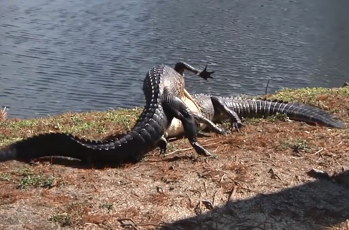 Cá sấu ác chiến.