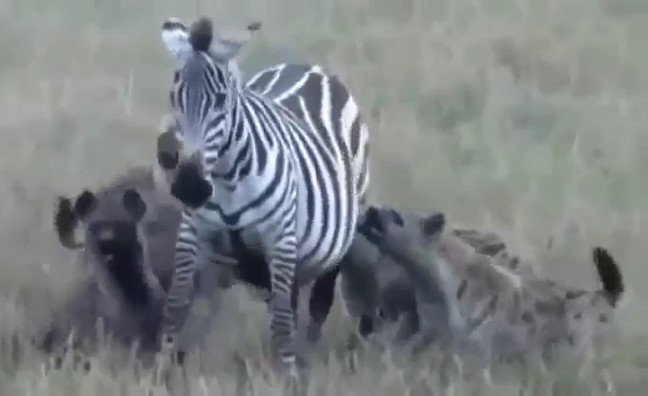 Ảnh cắt từ clip.