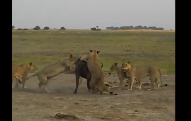 Ảnh cắt từ clip.