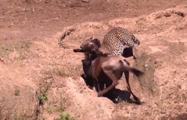 Ảnh cắt từ clip.