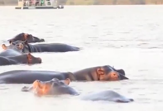 Ảnh cắt từ clip.