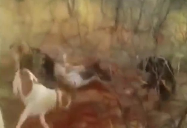 Ảnh cắt từ clip.