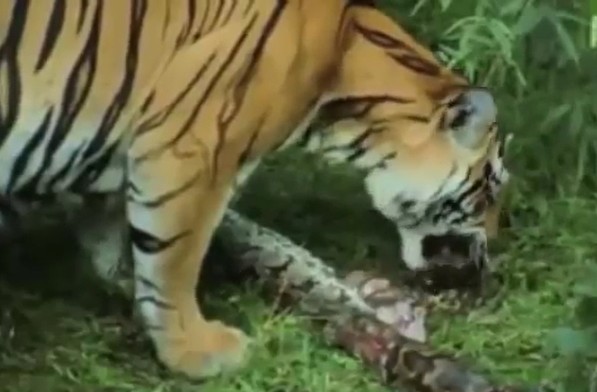 Ảnh cắt từ clip.