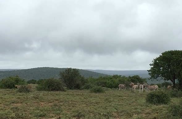 Ảnh cắt từ clip.