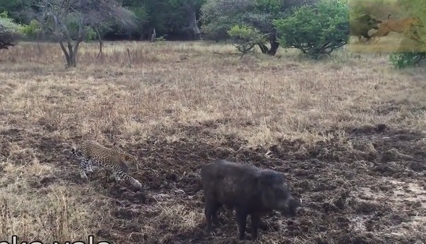 Ảnh cắt từ clip.