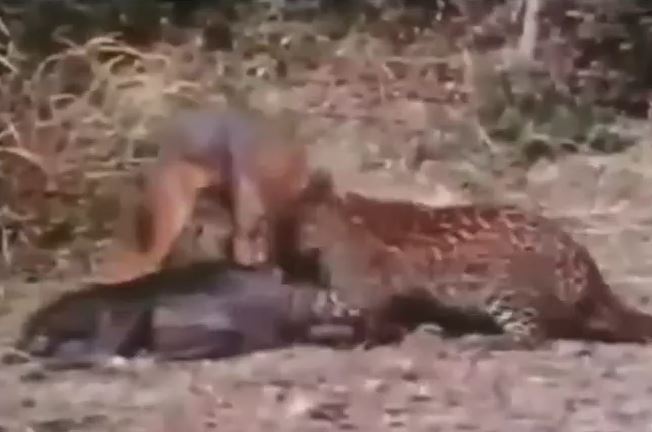 Ảnh cắt từ clip.