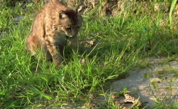 Ảnh cắt từ clip.