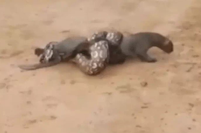 Ảnh cắt từ clip.