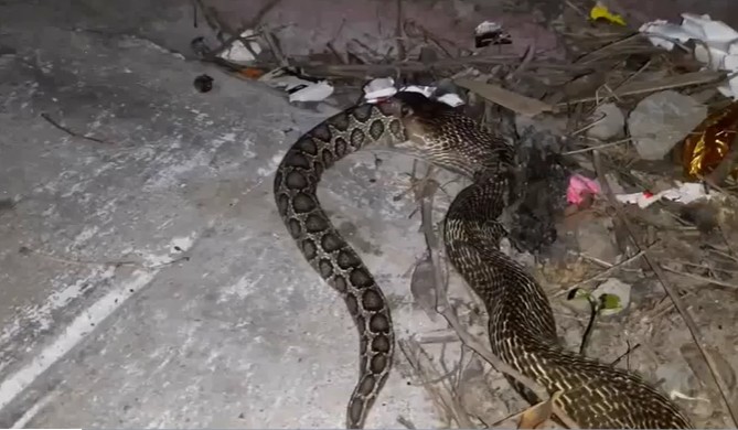 Ảnh cắt từ clip.