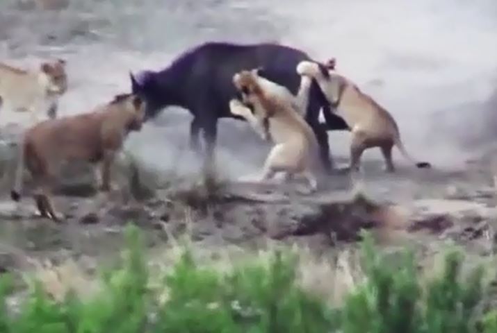 Bầy sư tử săn trâu rừng.