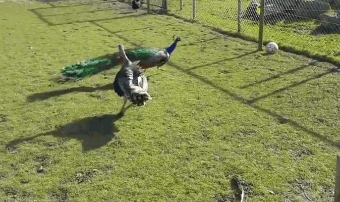 Ảnh cắt từ clip.