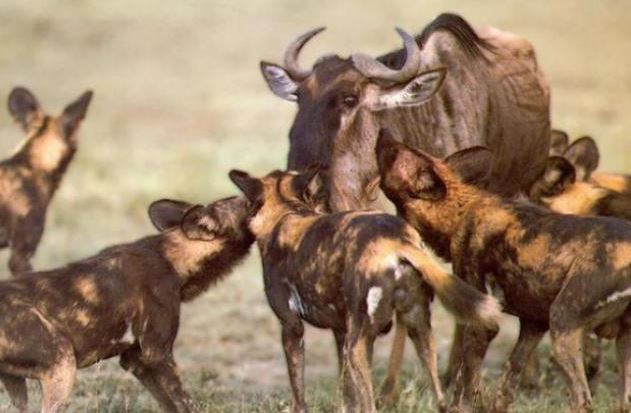 Chó hoang săn linh dương đầu bò.