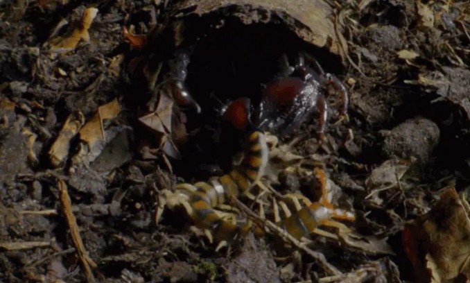 Ảnh cắt từ clip.