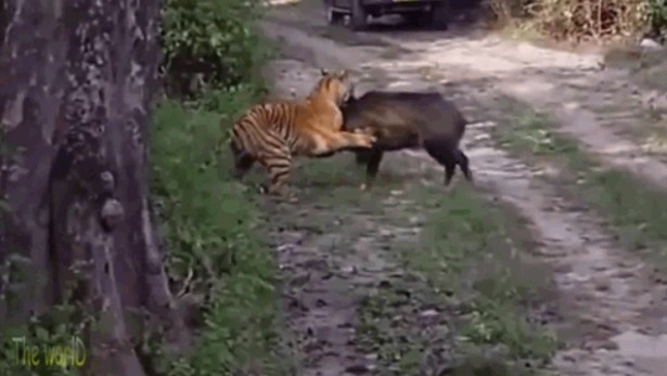 Ảnh cắt từ clip.