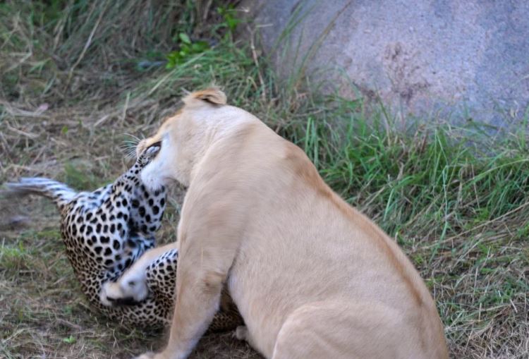 Báo hoa mai ác chiến với sư tử.