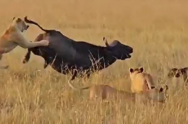 Trâu rừng đá sư tử.