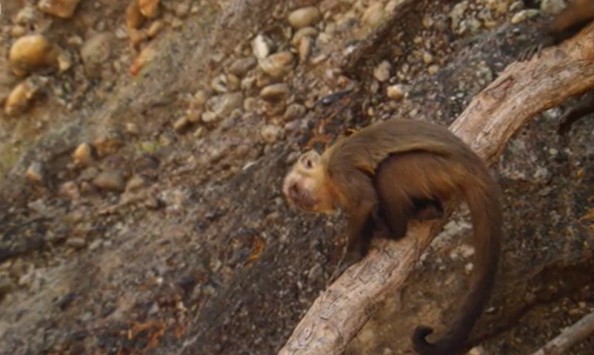 Ảnh cắt từ clip.