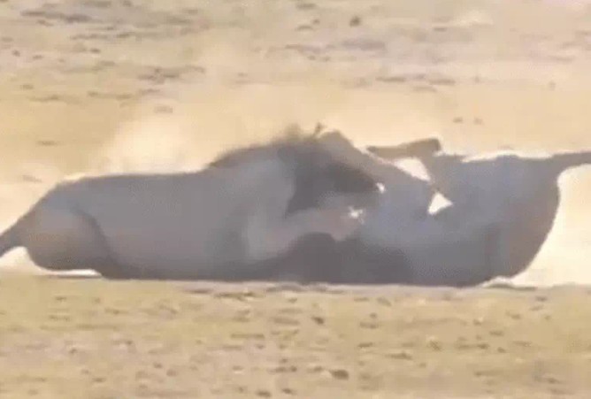 Ảnh cắt từ clip.