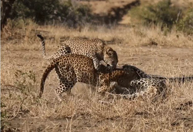 Ảnh cắt từ clip.