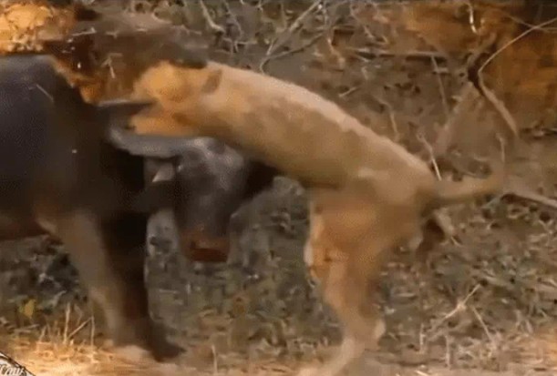 Ảnh cắt từ clip.