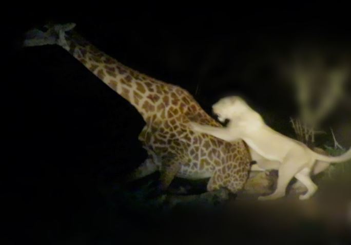 Sư tử săn hươu cao cổ.