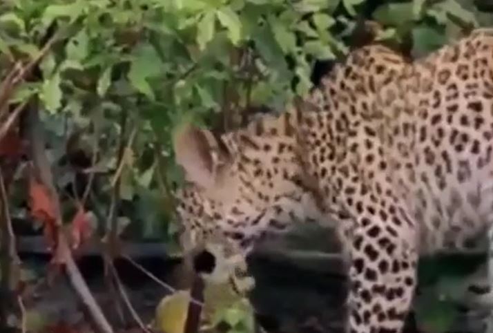 Ảnh cắt từ clip.