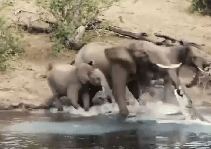 Ảnh cắt từ clip.