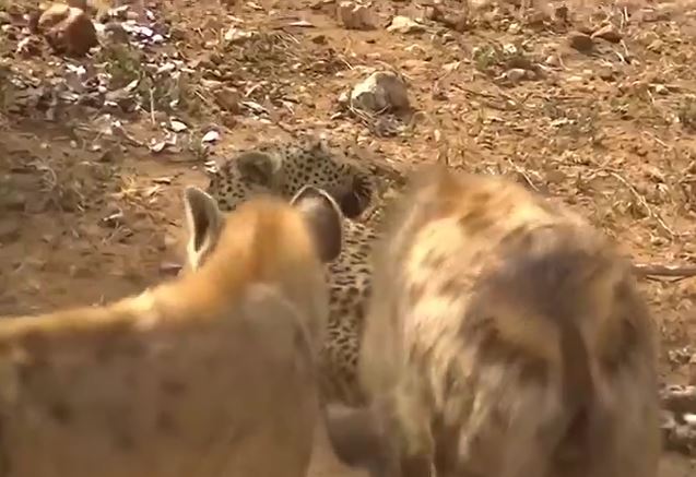 Ảnh cắt từ clip.