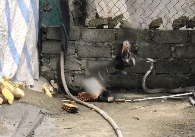 Ảnh cắt từ clip.