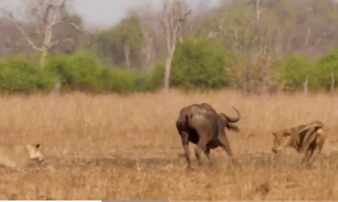 Ảnh cắt từ clip.