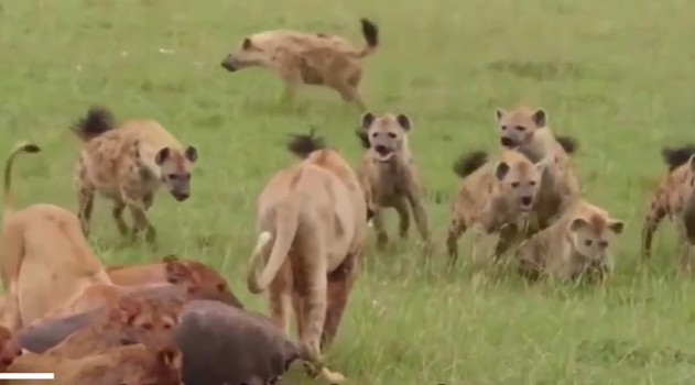 Ảnh cắt từ clip.