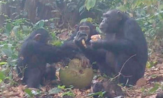 Tinh tinh chia sẻ trái cây lên men.