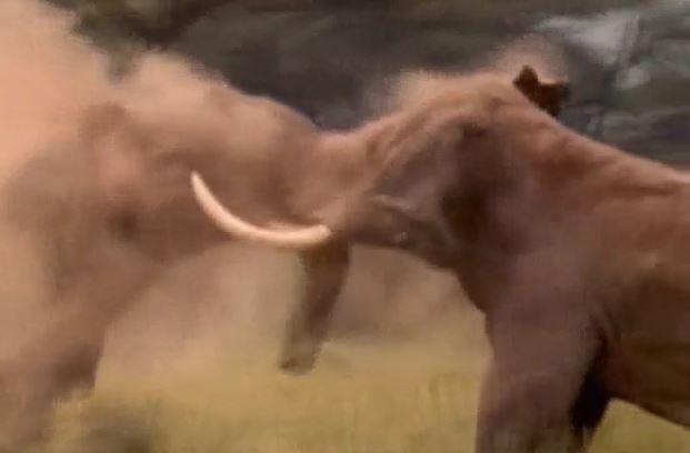 Ảnh cắt từ clip.