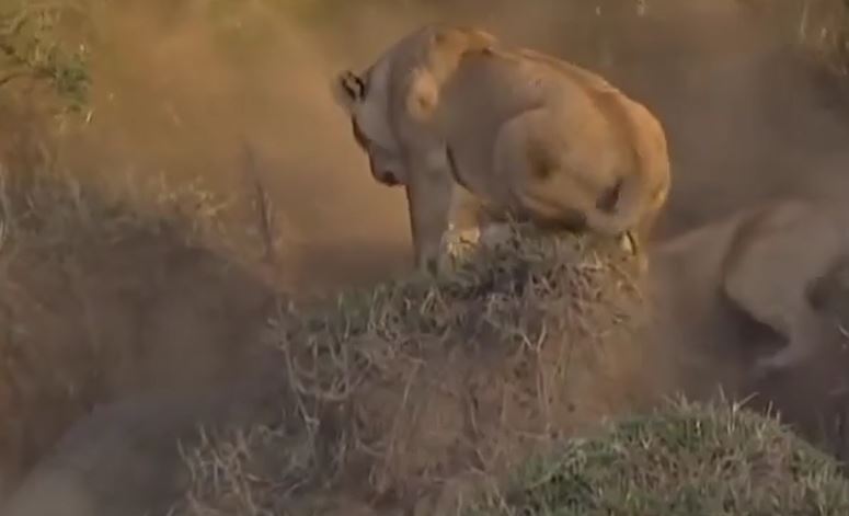 Ảnh cắt từ clip.