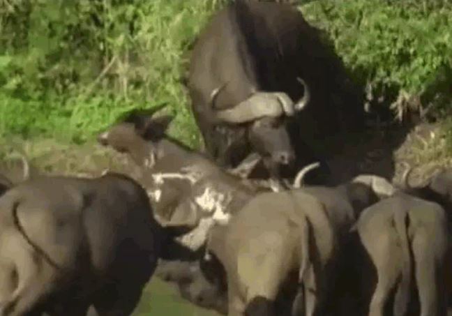 Ảnh cắt từ clip.