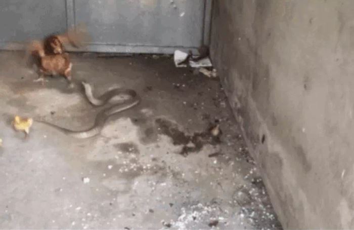 Ảnh cắt từ clip.