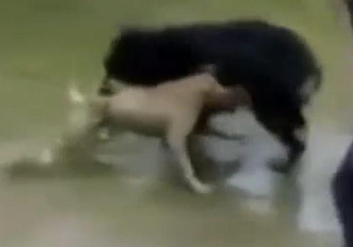 Ảnh cắt từ clip.