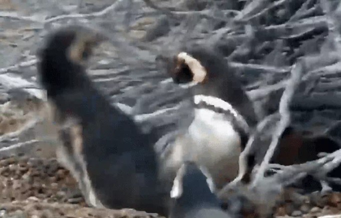 Ảnh cắt từ clip.