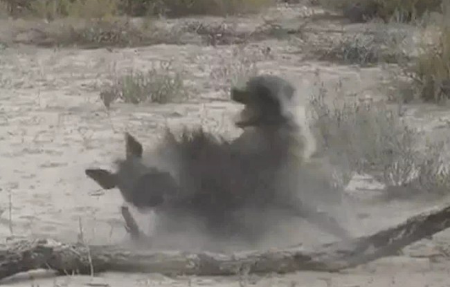 Ảnh cắt từ clip.