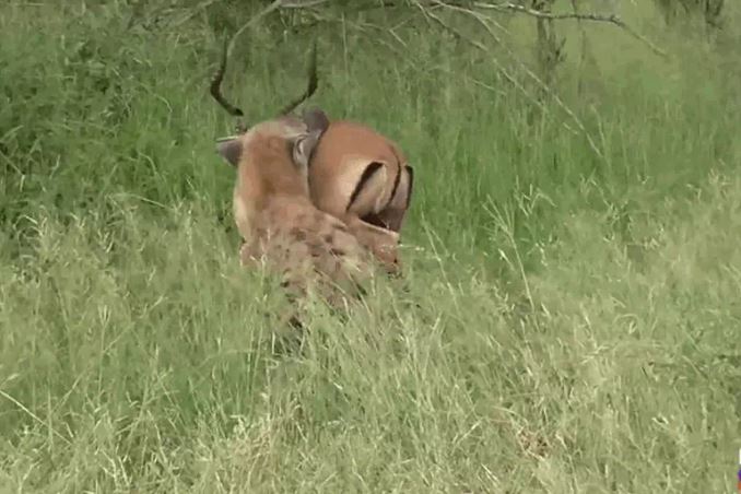 Ảnh cắt từ clip.