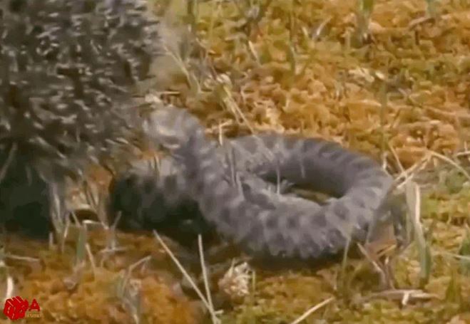 Ảnh cắt từ clip.