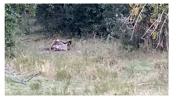 Ảnh cắt từ clip.