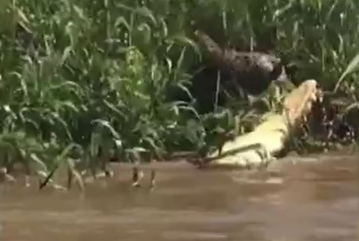 Ảnh cắt từ clip.