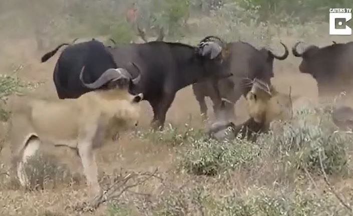 Ảnh cắt từ clip.