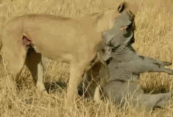 Ảnh cắt từ clip.